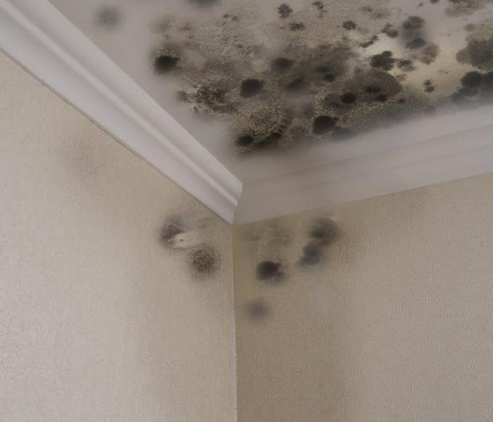 mold on drywall and ceiling