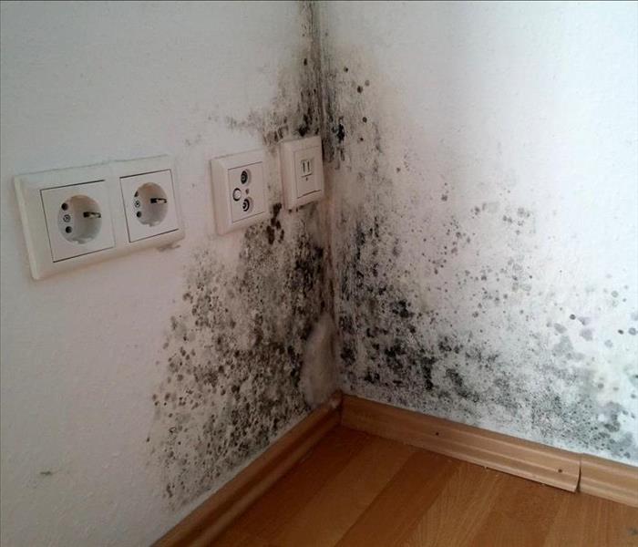 Mold growth on a corner of a wall